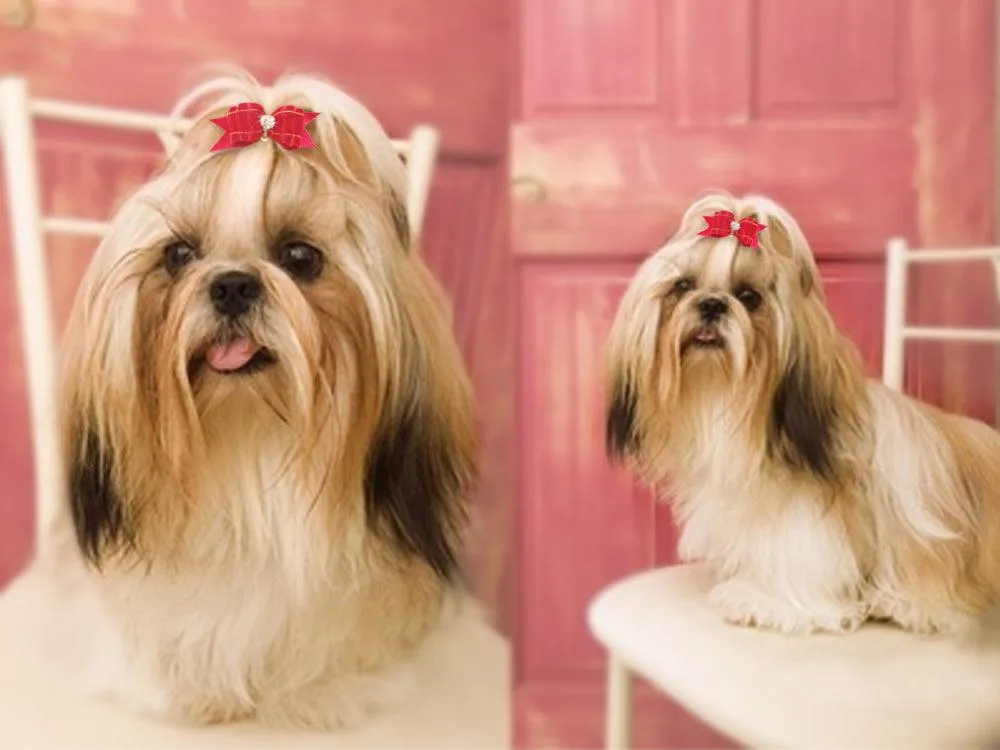 Dogs' Hair Bows with Rubber Bands
